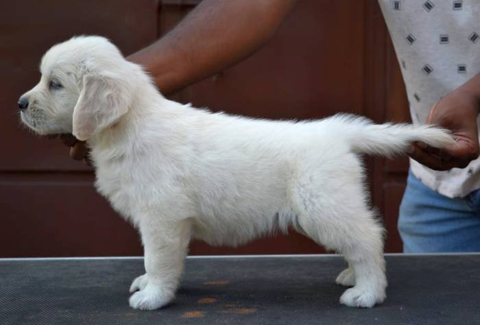 DogsIndia.com - Golden Retriever - Crisanta Goldens