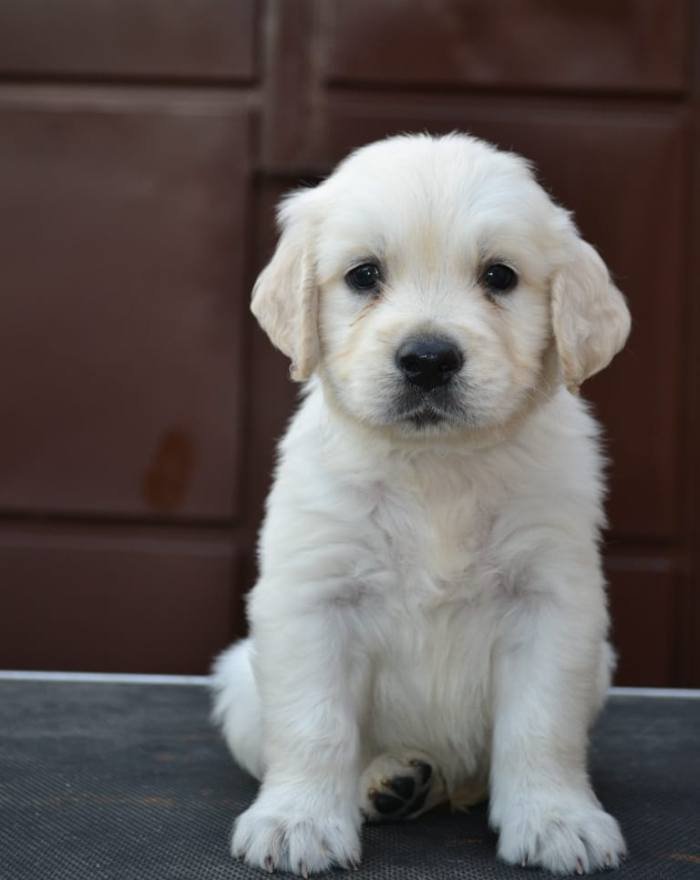DogsIndia.com - Golden Retriever - Crisanta Goldens