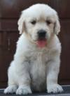 DogsIndia.com - Golden Retriever - Crisanta Goldens