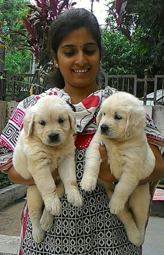 DogsIndia.com - Golden Retriever - Dalvi