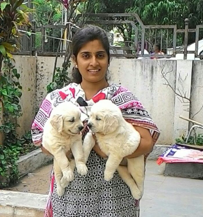 DogsIndia.com - Golden Retriever - Dalvi