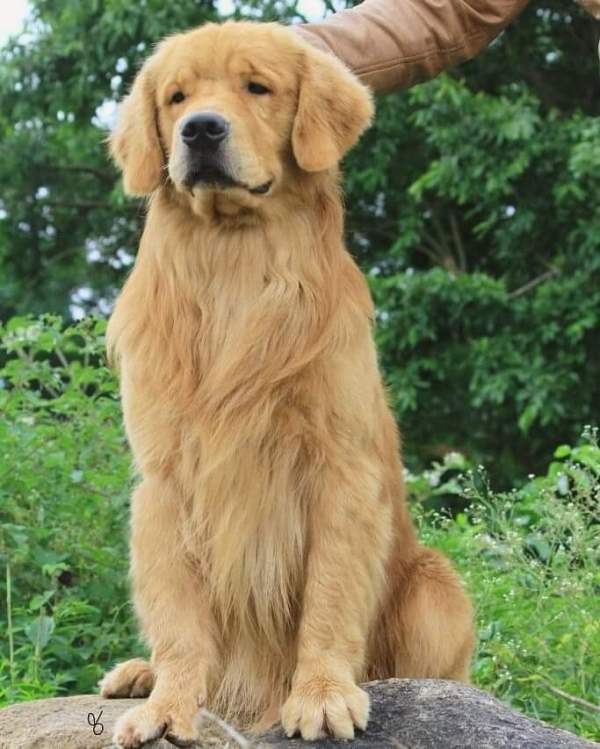 DogsIndia.com - Golden Retriever - Deenjons Kennel