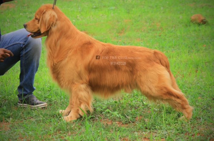 DogsIndia.com - Golden Retriever - Deenjons