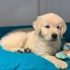 DogsIndia.com - Golden Retriever - Deepthi
