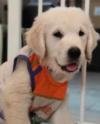 DogsIndia.com - Golden Retriever - Deepthi