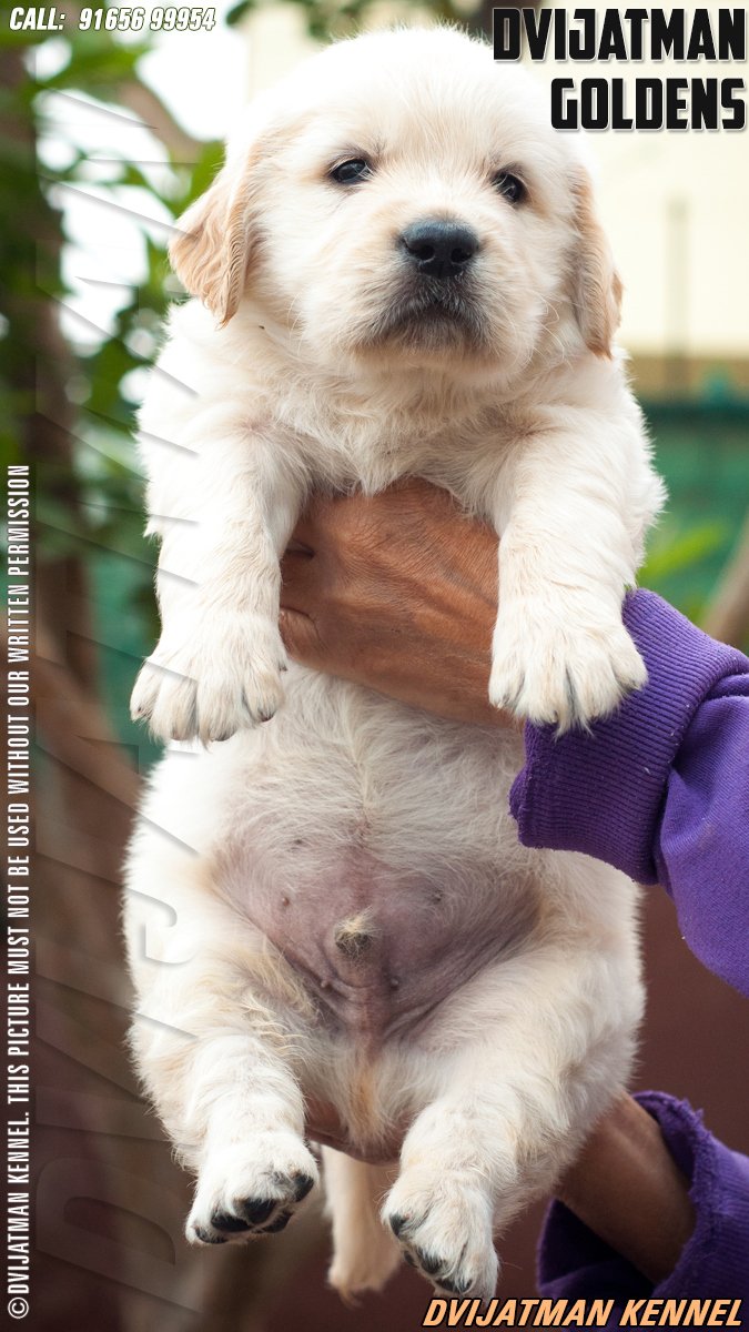 DogsIndia.com - Golden Retriever - Dvijatman Kennels