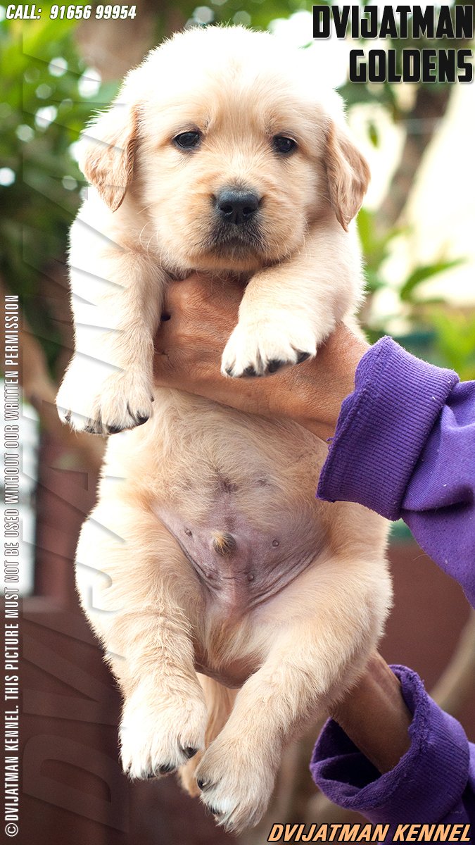 DogsIndia.com - Golden Retriever - Dvijatman Kennels