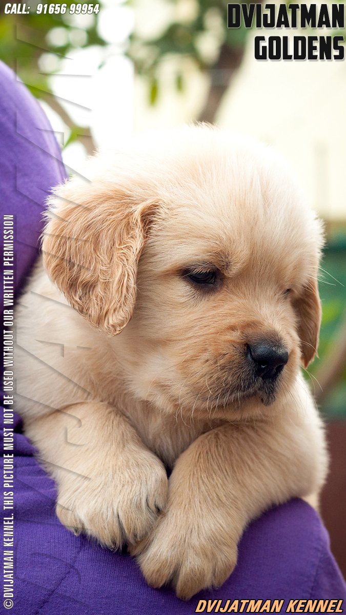 DogsIndia.com - Golden Retriever - Dvijatman Kennels