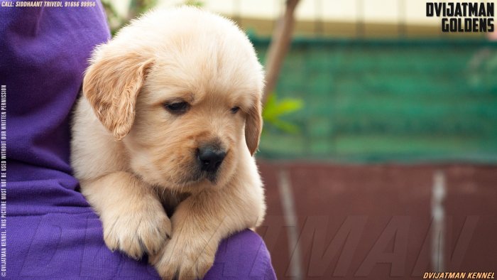 DogsIndia.com - Golden Retriever - Dvijatman Kennels