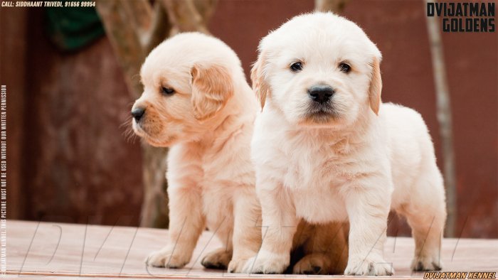 DogsIndia.com - Golden Retriever - Dvijatman Kennels