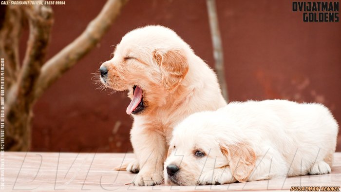 DogsIndia.com - Golden Retriever - Dvijatman Kennels