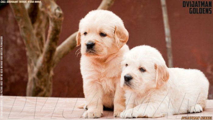 DogsIndia.com - Golden Retriever - Dvijatman Kennels
