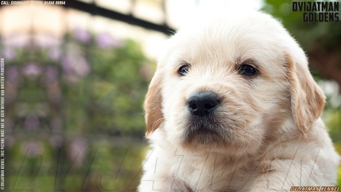 DogsIndia.com - Golden Retriever - Dvijatman Kennels