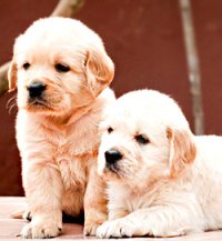 DogsIndia.com - Golden Retriever - Dvijatman Kennels