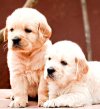 DogsIndia.com - Golden Retriever - Dvijatman Kennels