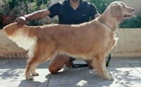 DogsIndia.com - Golden Retriever - Girish
