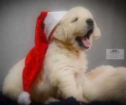 DogsIndia.com - Golden Retriever - Girish