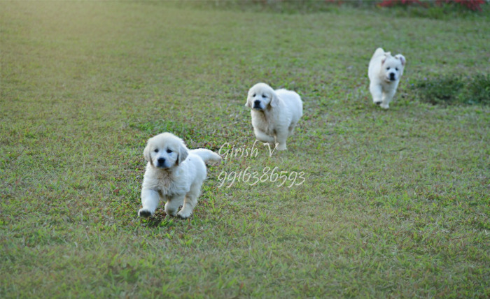 DogsIndia.com - Golden Retriever - Girish