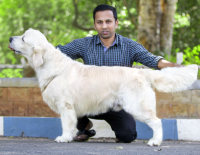 DogsIndia.com - Golden Retriever - Girish 