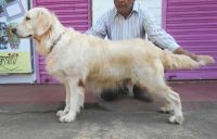 DogsIndia.com - Golden Retriever - Gold Flakes Kenne