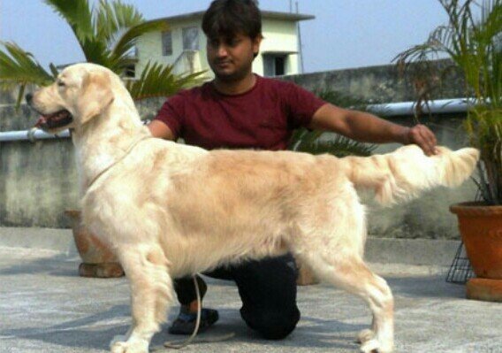 DogsIndia.com - Golden Retriever - Gold Flakes Kennel