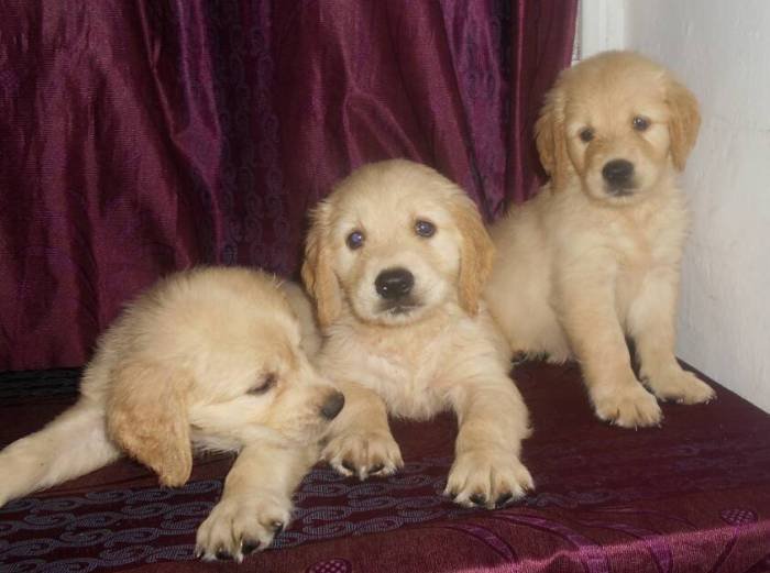 DogsIndia.com - Golden Retriever - Gold Flakes Kenne