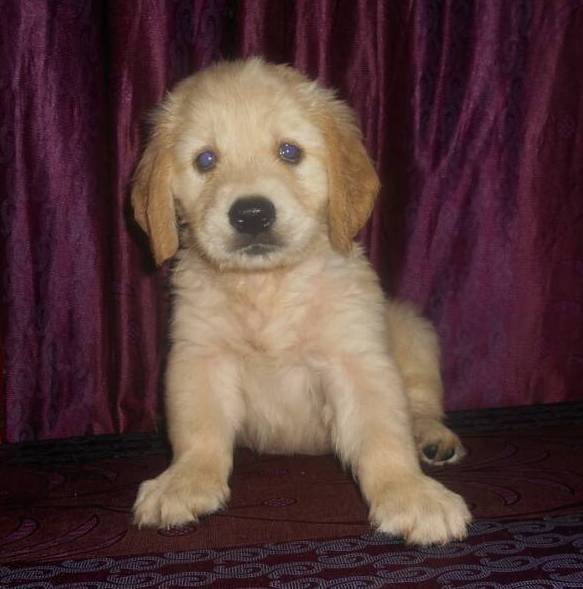 DogsIndia.com - Golden Retriever - Gold Flakes Kenne