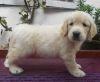 DogsIndia.com - Golden Retriever - Gold Flakes Kenne