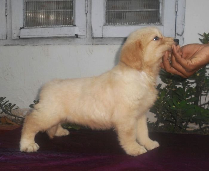 DogsIndia.com - Golden Retriever - Gold Flakes Kennel