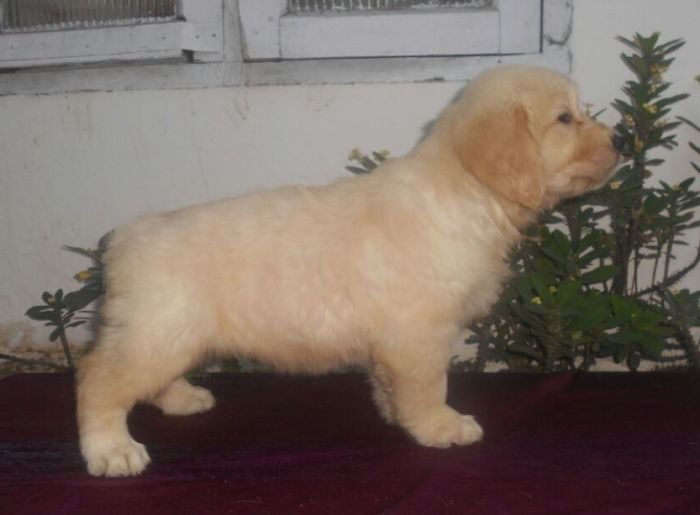 DogsIndia.com - Golden Retriever - Gold Flakes Kennel