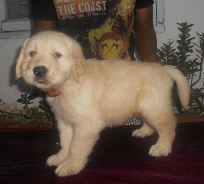 DogsIndia.com - Golden Retriever - Gold Flakes Kennel
