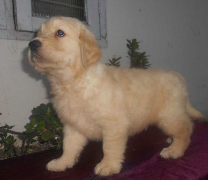 DogsIndia.com - Golden Retriever - Gold Flakes Kennel
