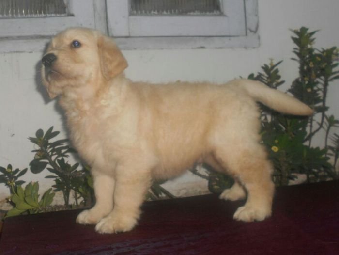 DogsIndia.com - Golden Retriever - Gold Flakes Kennel