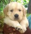 DogsIndia.com - Golden Retriever - Gold Flakes Kennel