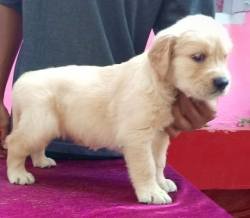 DogsIndia.com - Golden Retriever - Gold Flakes Kennel