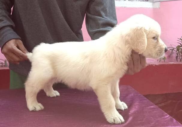 DogsIndia.com - Golden Retriever - Gold Flakes Kennel