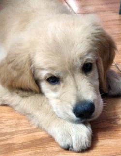 DogsIndia.com - Golden Retriever - Gold Flakes Kennel