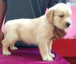 DogsIndia.com - Golden Retriever - Gold Flakes Kennel