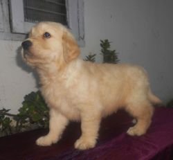 DogsIndia.com - Golden Retriever - Gold Flakes Kennel