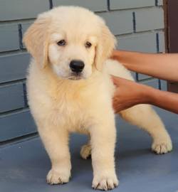 DogsIndia.com - Golden Retriever - Gold Flakes Kennel