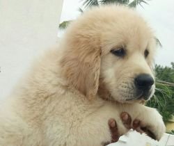 DogsIndia.com - Golden Retriever - Goldhead