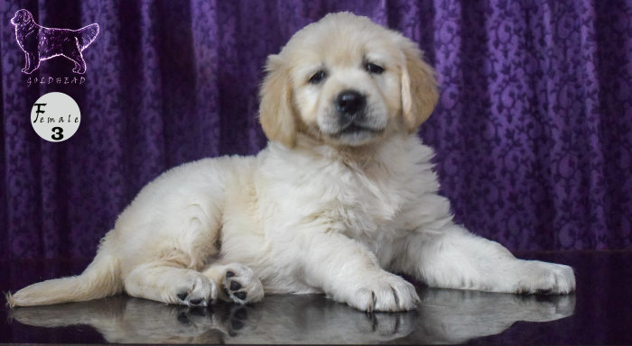 DogsIndia.com - Golden Retriever - Goldhead
