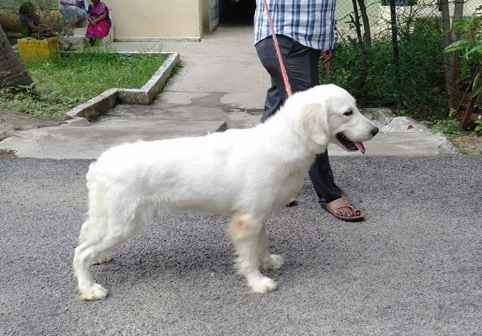 DogsIndia.com - Golden Retriever - Grown-Up - Suraj