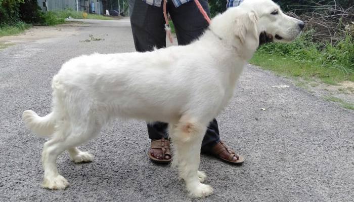 DogsIndia.com - Golden Retriever - Grown-Up - Suraj