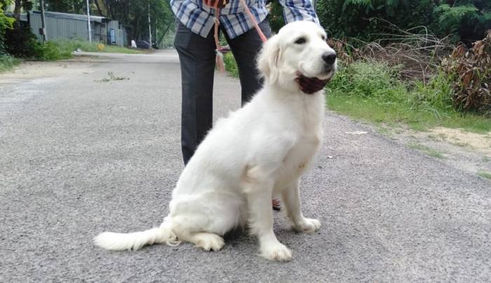DogsIndia.com - Golden Retriever - Grown-Up - Suraj