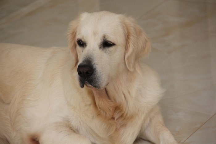 DogsIndia.com - Golden Retriever - Happy Minds - Abhijit