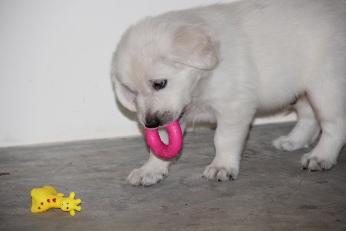 DogsIndia.com - Golden Retriever - Happy Minds - Abhijit