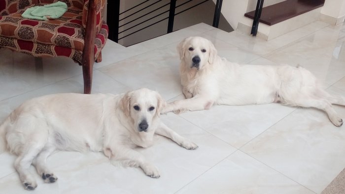 DogsIndia.com - Golden Retriever - Happy Minds - Abhijit