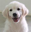 DogsIndia.com - Golden Retriever - Happy Minds - Abhijit
