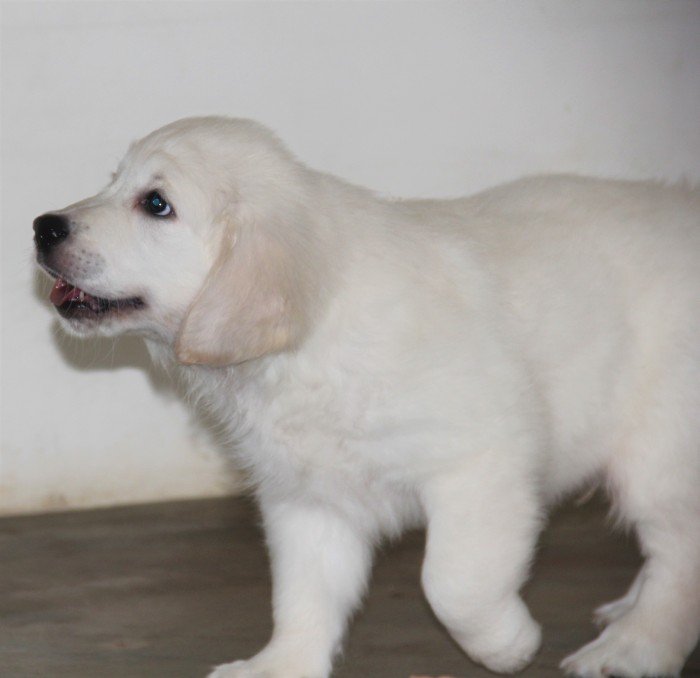 DogsIndia.com - Golden Retriever - Happy Minds - Abhijit